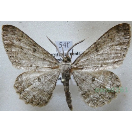 Hypomecis punctinalis (Scopoli, 1763) male Przylepek nakropek Czech54f